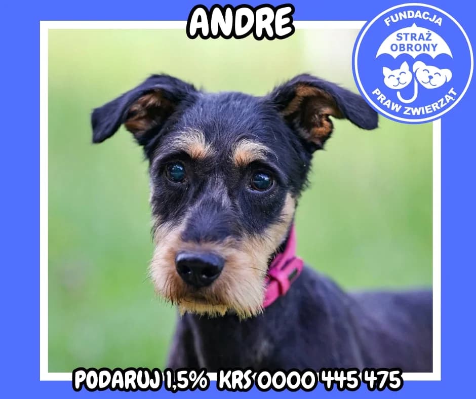 ANDRE, male 5yo Mixed Breed for adoption at Fundacja Straż Obrony Praw Zwierząt Borek, Poland