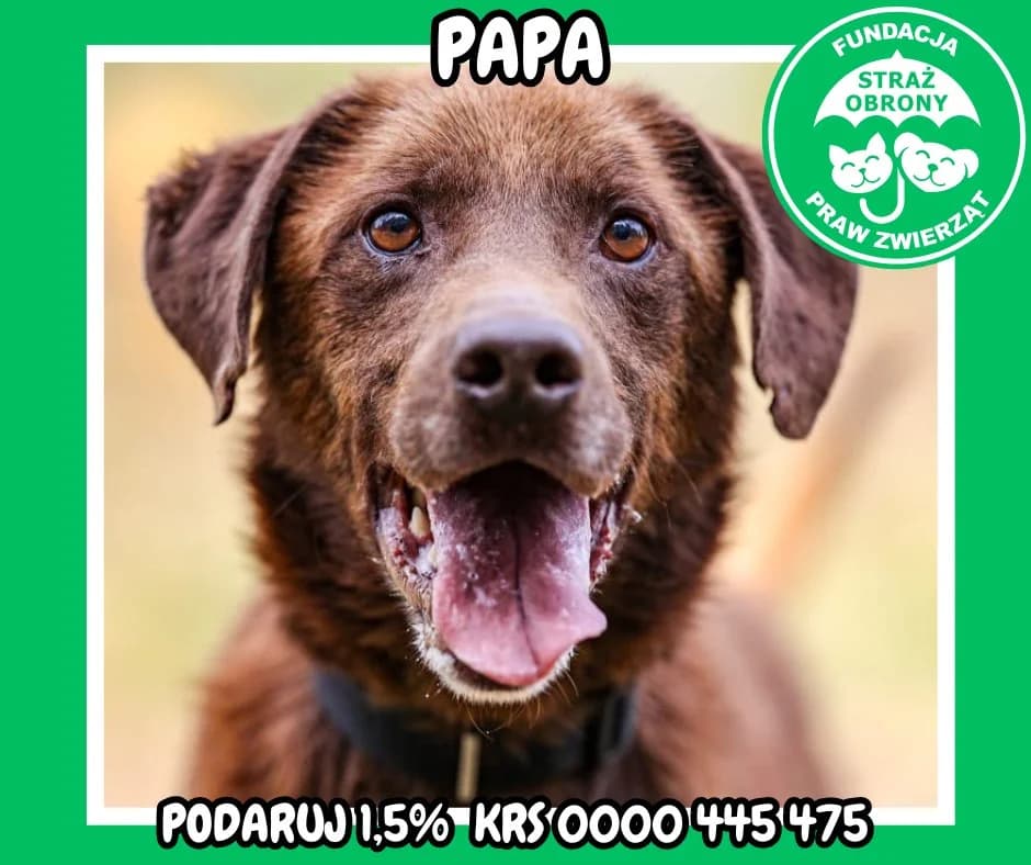 PAPA, male senior Mixed Breed for adoption at Fundacja Straż Obrony Praw Zwierząt Borek, Poland