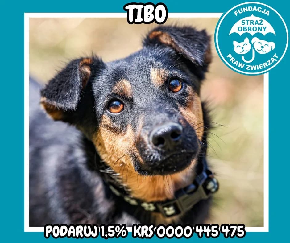 TIBO, male 5yo Mixed Breed for adoption at Fundacja Straż Obrony Praw Zwierząt Borek, Poland