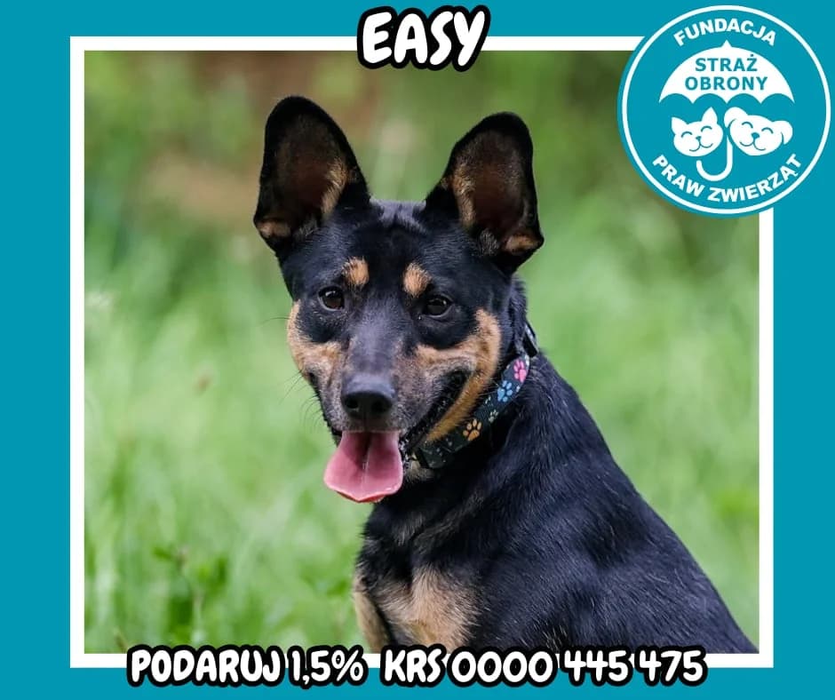 EASY, male 5yo Mixed Breed for adoption at Fundacja Straż Obrony Praw Zwierząt Borek, Poland