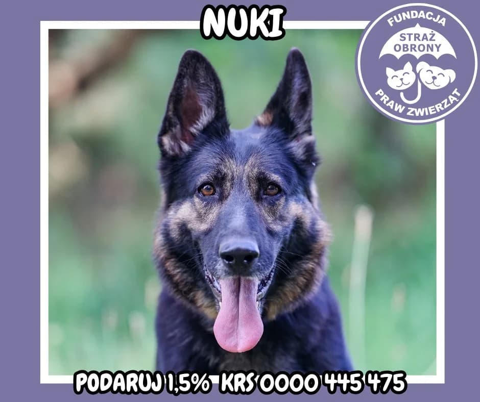 NUKI, female senior Mixed Breed for adoption at Fundacja Straż Obrony Praw Zwierząt Borek, Poland