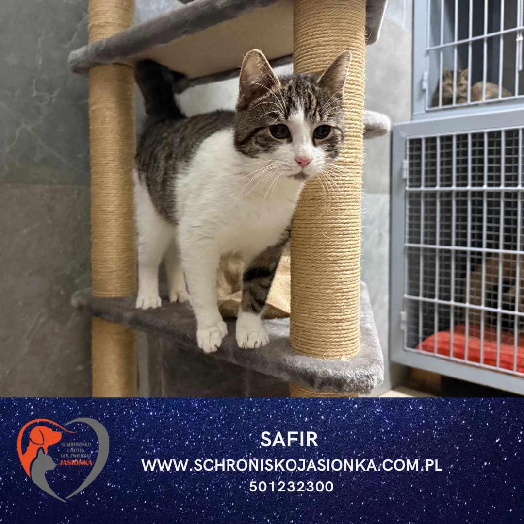 Safir, male Mixed Breed for adoption at Schronisko Jasionka - Adoptuj Psa, Jasionka