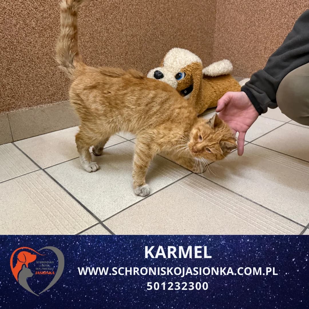 Karmel, male Mixed Breed for adoption at Schronisko Jasionka - Adoptuj Psa, Jasionka