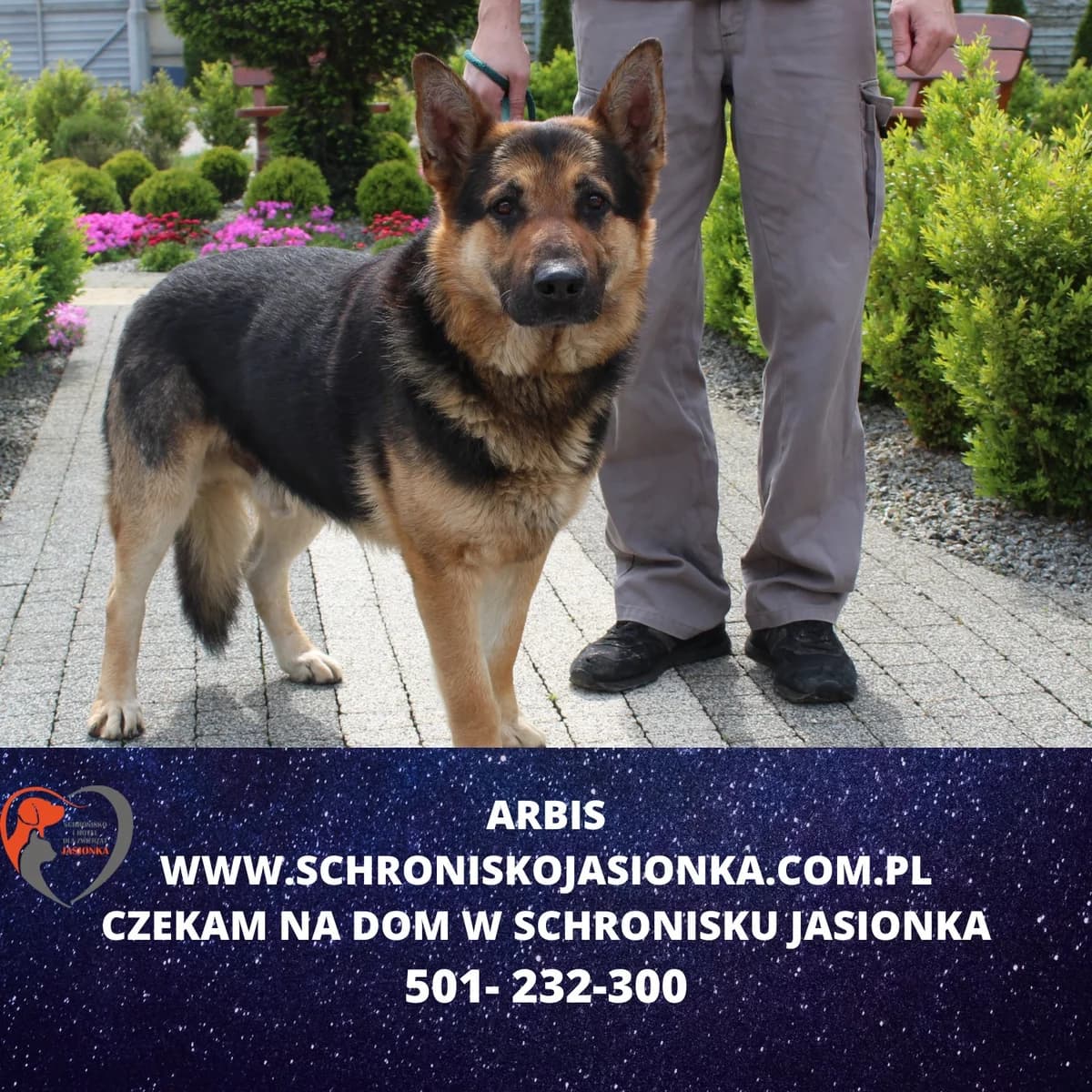 Arbis, male Mixed Breed for adoption at Schronisko Jasionka - Adoptuj Psa, Jasionka