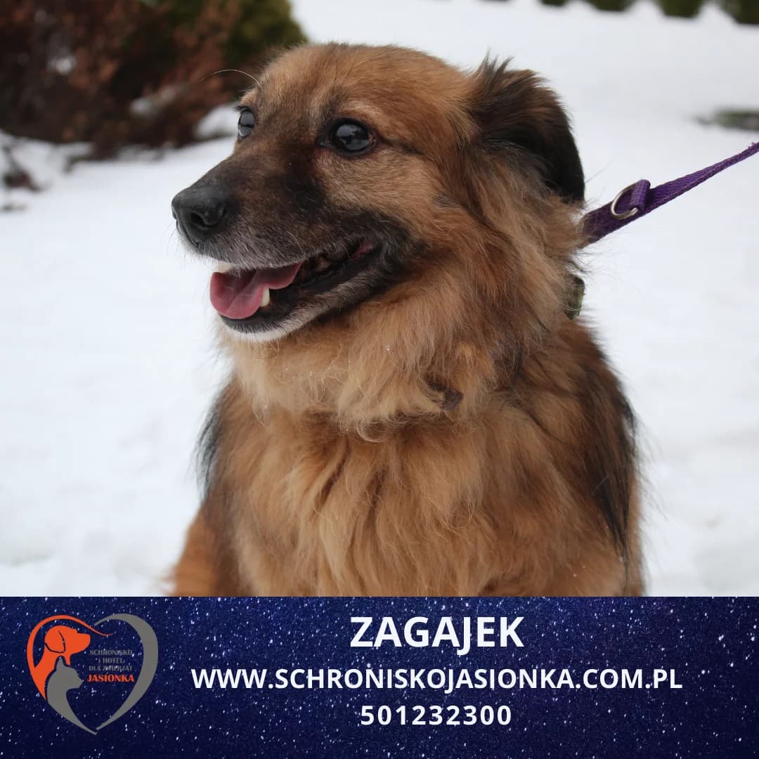 Zagajek, male Mixed Breed for adoption at Schronisko Jasionka - Adoptuj Psa, Jasionka
