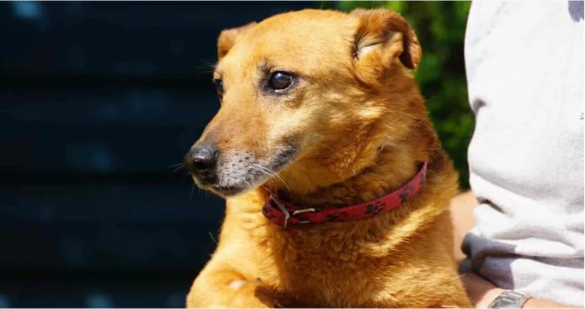 Wicio, male Mixed Breed for adoption at Schronisko Jasionka - Adoptuj Psa, Jasionka