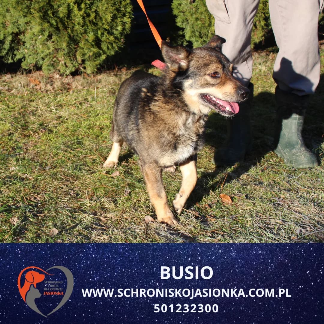 Busio, male Mixed Breed for adoption at Schronisko Jasionka - Adoptuj Psa, Jasionka