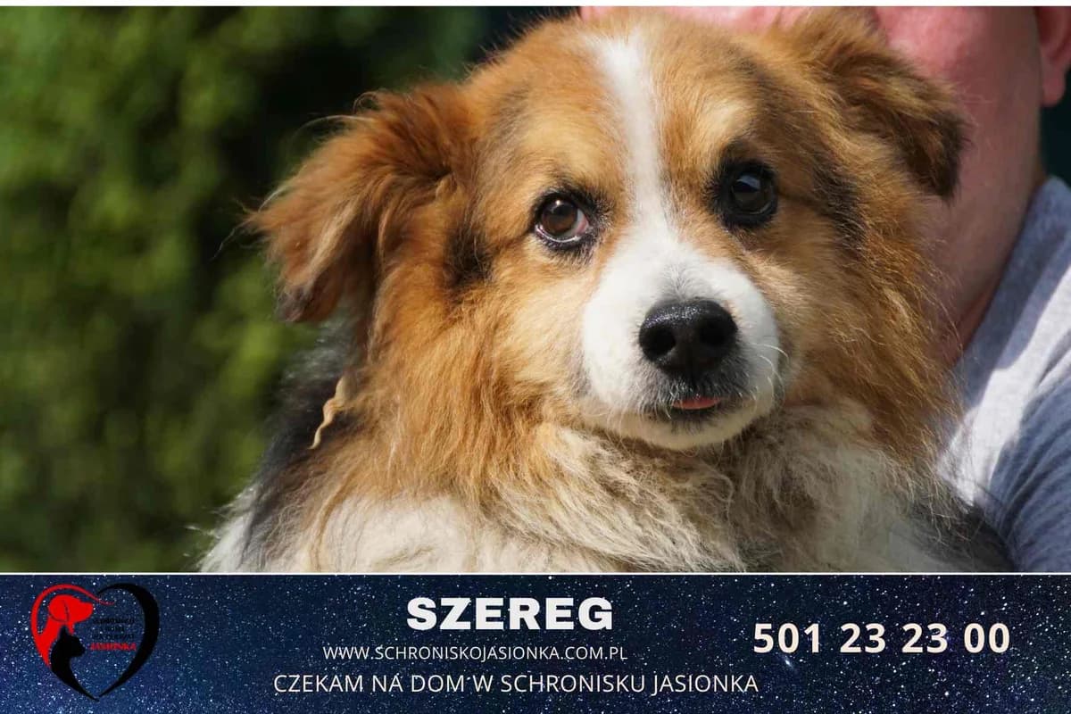 Szereg, male Mixed Breed for adoption at Schronisko Jasionka - Adoptuj Psa, Jasionka