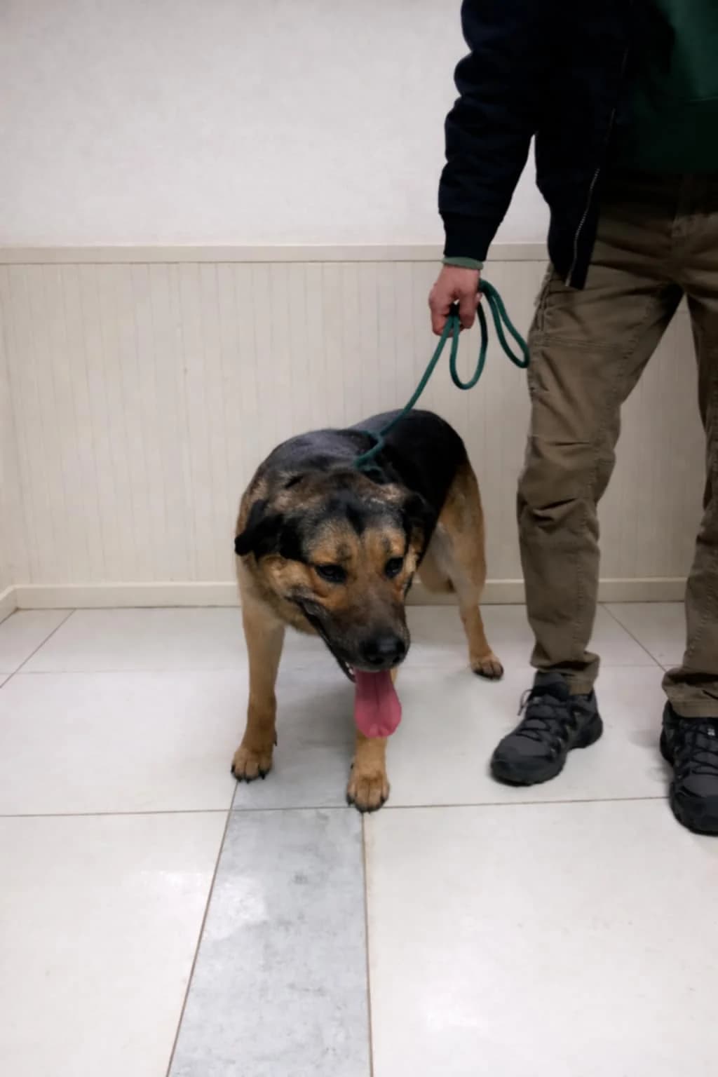 Baron, male Mixed Breed for adoption at Schronisko Jasionka - Adoptuj Psa, Jasionka