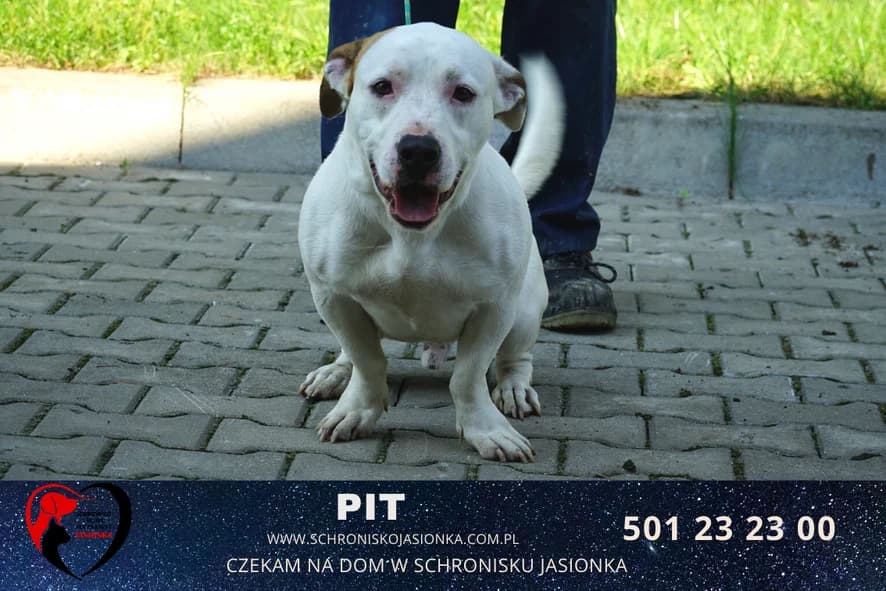 Pit, male Mixed Breed for adoption at Schronisko Jasionka - Adoptuj Psa, Jasionka