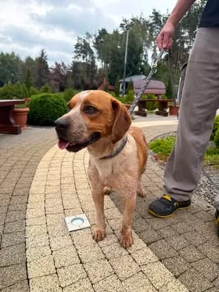 Kuki, male Mixed Breed for adoption at Schronisko Jasionka - Adoptuj Psa, Jasionka