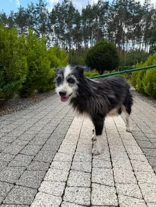 Bolt, male Mixed Breed for adoption at Schronisko Jasionka - Adoptuj Psa, Jasionka
