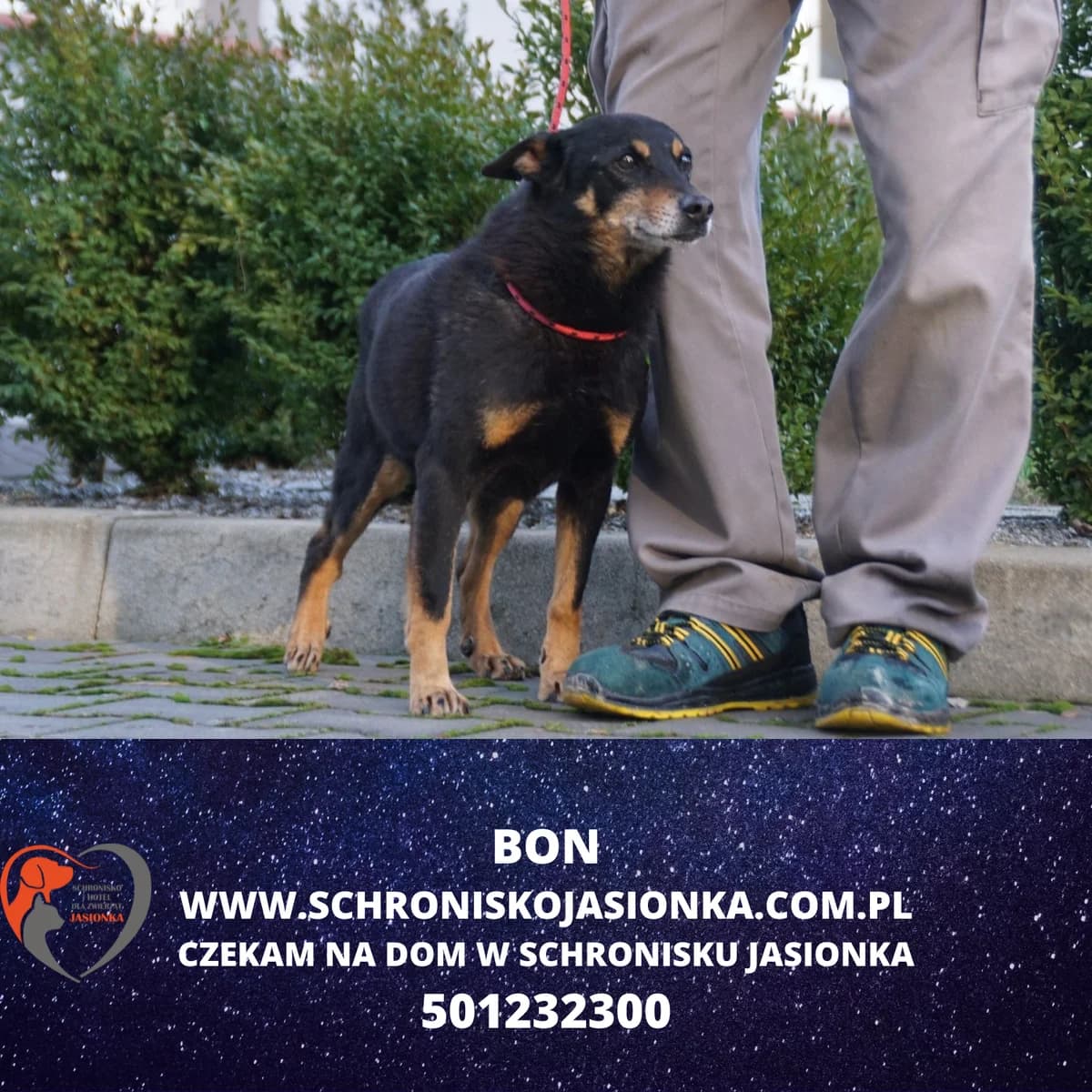 Bon, male Mixed Breed for adoption at Schronisko Jasionka - Adoptuj Psa, Jasionka