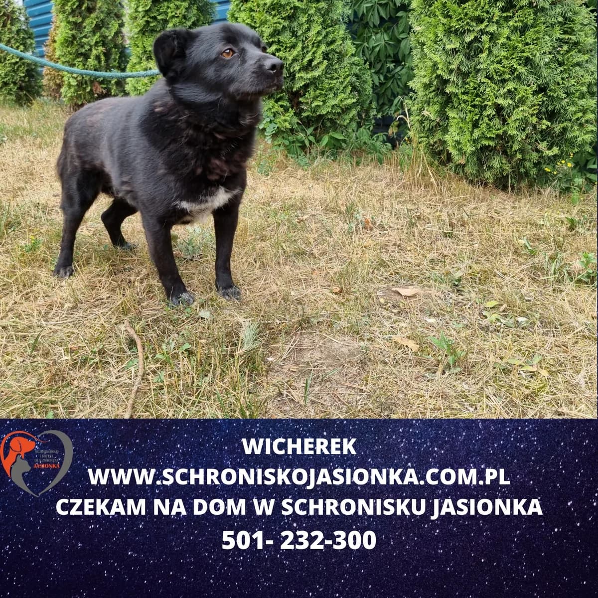 Wicherek, male Mixed Breed for adoption at Schronisko Jasionka - Adoptuj Psa, Jasionka