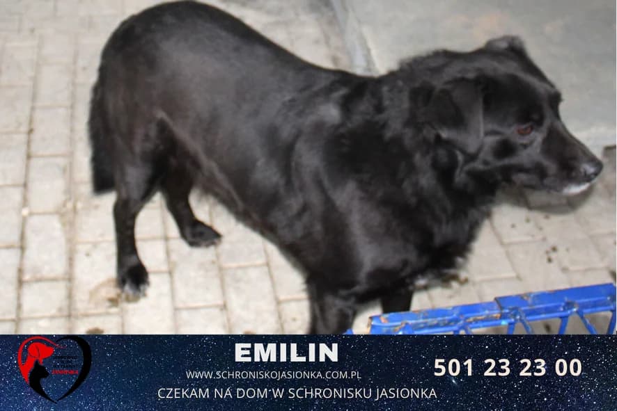 Emilin, male Mixed Breed for adoption at Schronisko Jasionka - Adoptuj Psa, Jasionka