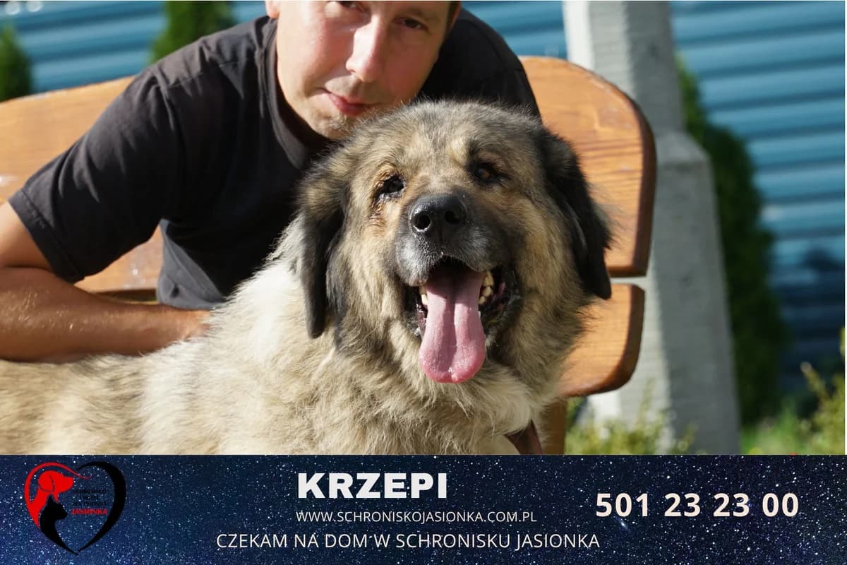 Krzepi, male Mixed Breed for adoption at Schronisko Jasionka - Adoptuj Psa, Jasionka