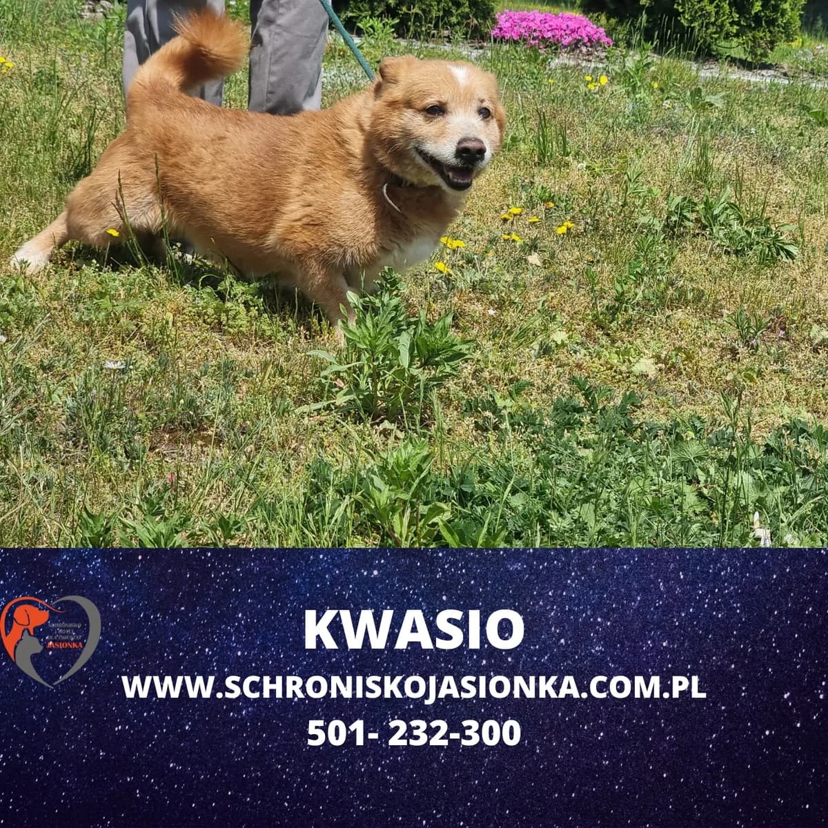 Kwasio, male Mixed Breed for adoption at Schronisko Jasionka - Adoptuj Psa, Jasionka