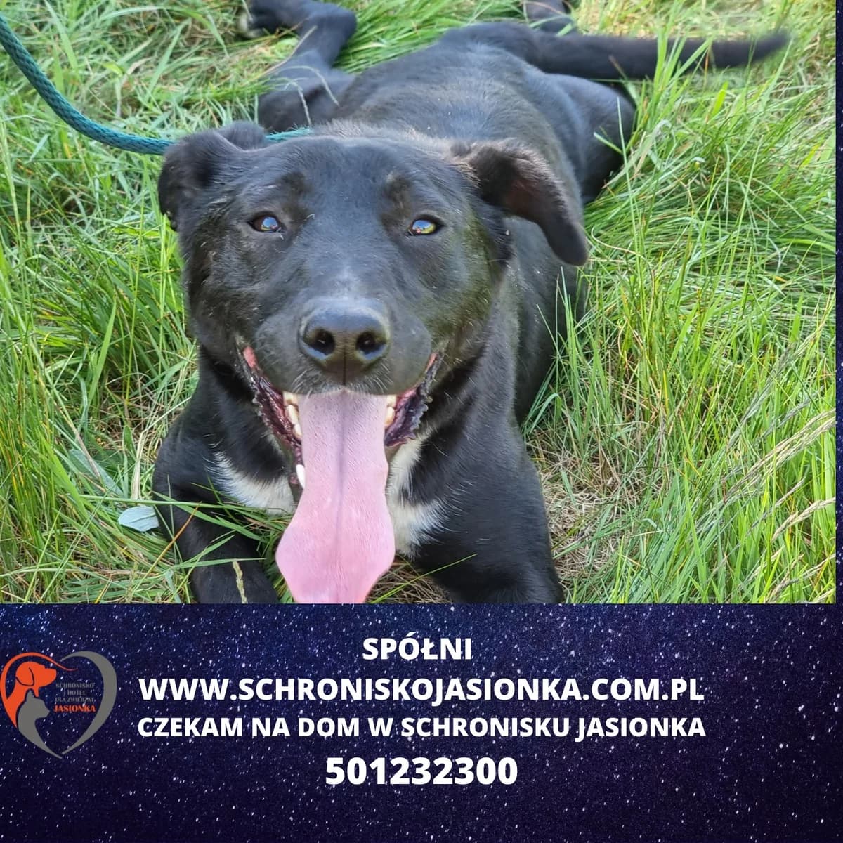 Spółni, male Mixed Breed for adoption at Schronisko Jasionka - Adoptuj Psa, Jasionka