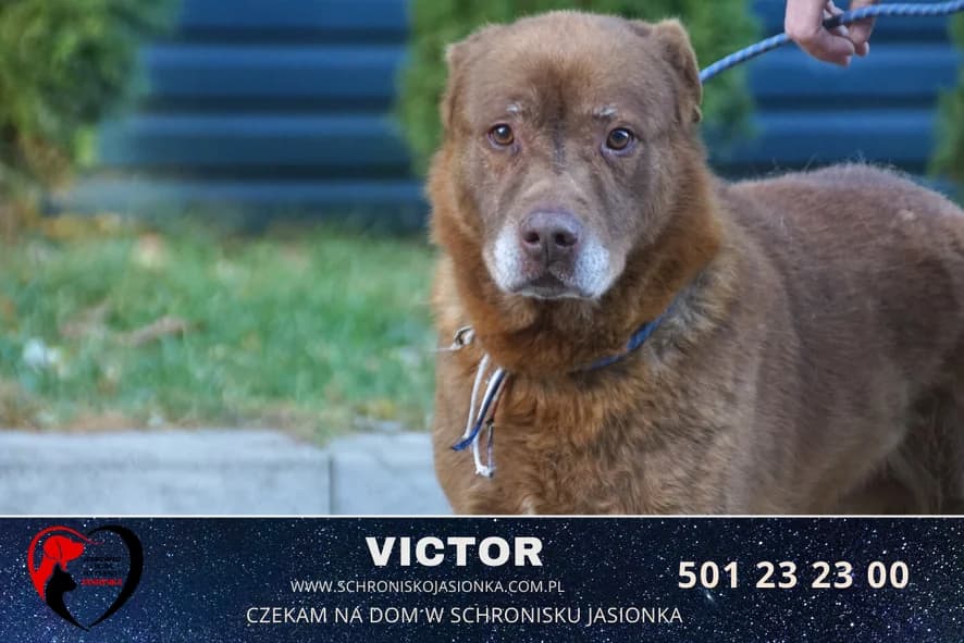 Victor, male Mixed Breed for adoption at Schronisko Jasionka - Adoptuj Psa, Jasionka