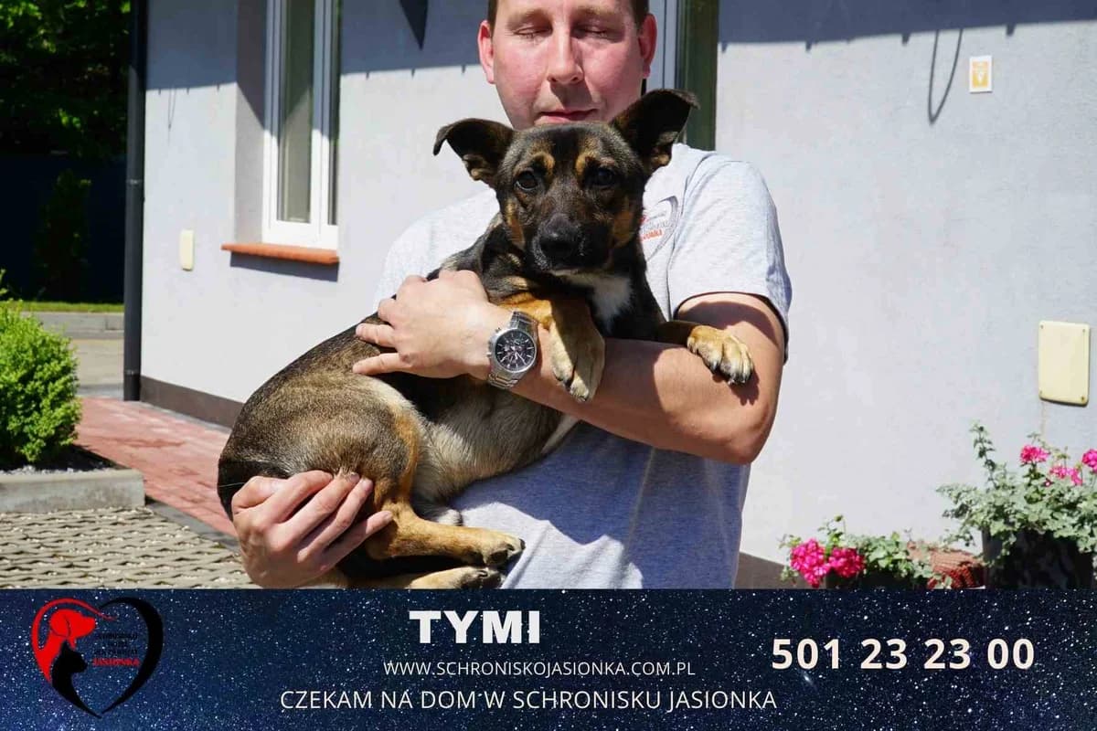 Tymi, male Mixed Breed for adoption at Schronisko Jasionka - Adoptuj Psa, Jasionka