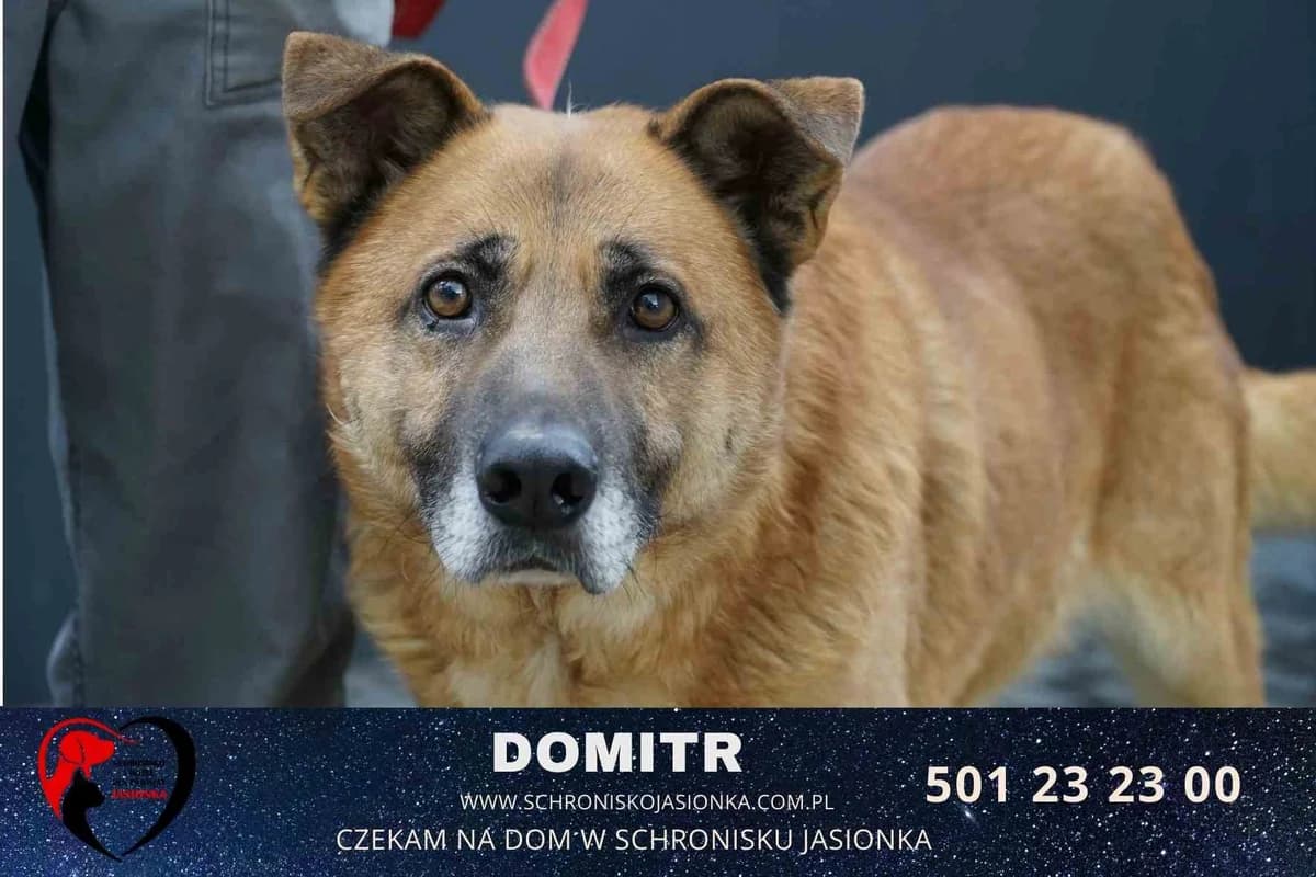 Domitr, male Mixed Breed for adoption at Schronisko Jasionka - Adoptuj Psa, Jasionka