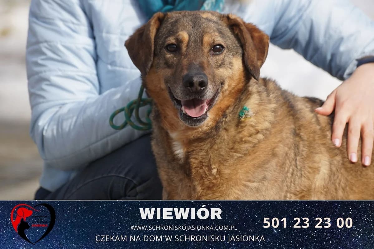Wiewiór, male Mixed Breed for adoption at Schronisko Jasionka - Adoptuj Psa, Jasionka