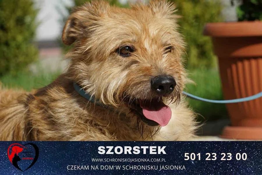 Szorstek, male Mixed Breed for adoption at Schronisko Jasionka - Adoptuj Psa, Jasionka
