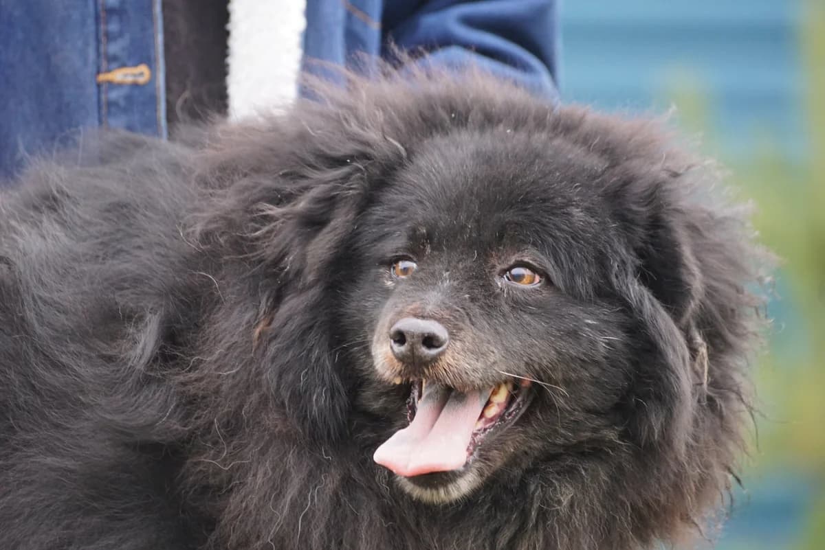 Totu, male Mixed Breed for adoption at Schronisko Jasionka - Adoptuj Psa, Jasionka