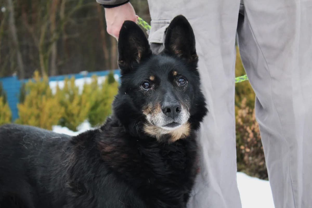 Expo, male Mixed Breed for adoption at Schronisko Jasionka - Adoptuj Psa, Jasionka