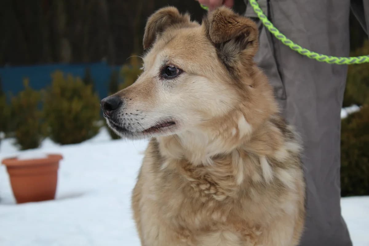 Green, male Mixed Breed for adoption at Schronisko Jasionka - Adoptuj Psa, Jasionka