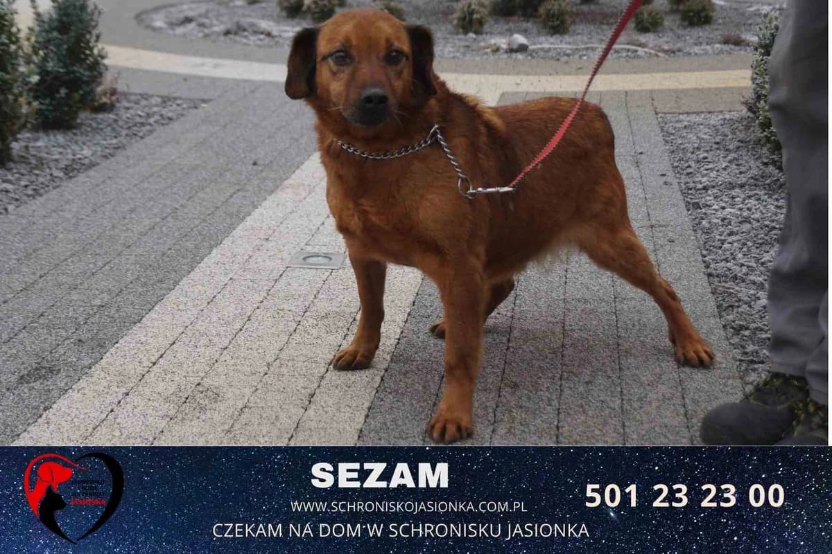 Sezam, male Mixed Breed for adoption at Schronisko Jasionka - Adoptuj Psa, Jasionka