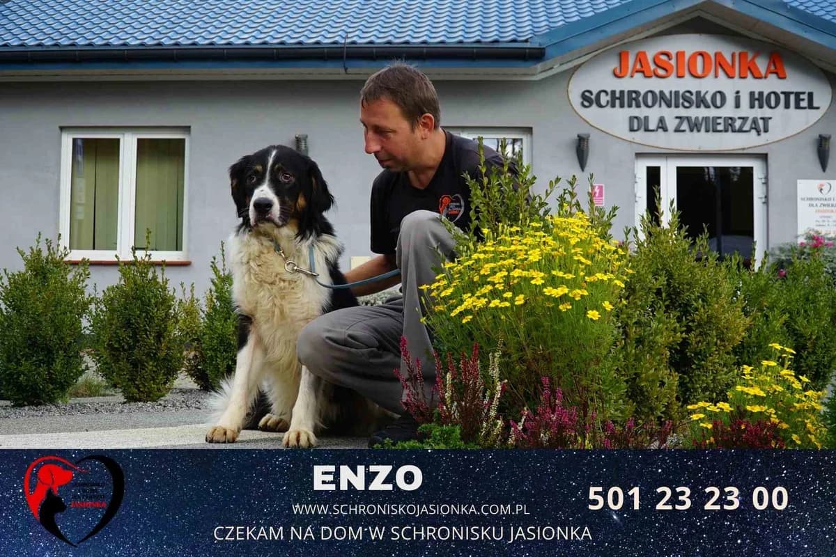 Enzo, male Mixed Breed for adoption at Schronisko Jasionka - Adoptuj Psa, Jasionka