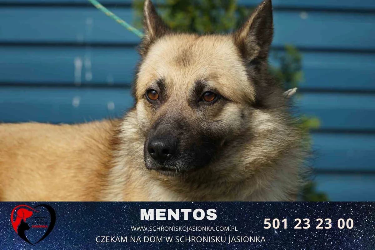 Mentos, male Mixed Breed for adoption at Schronisko Jasionka - Adoptuj Psa, Jasionka