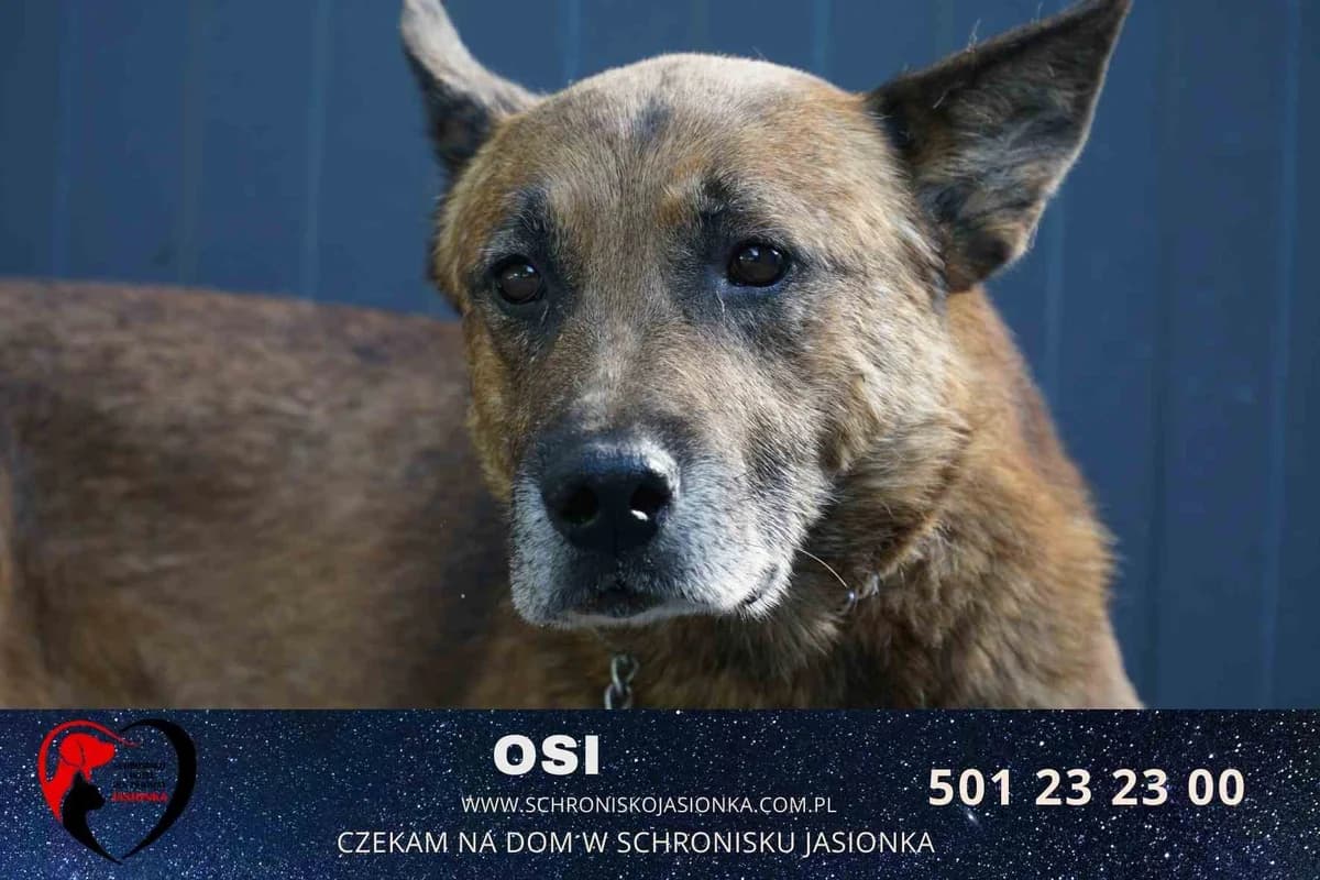Osi, male Mixed Breed for adoption at Schronisko Jasionka - Adoptuj Psa, Jasionka