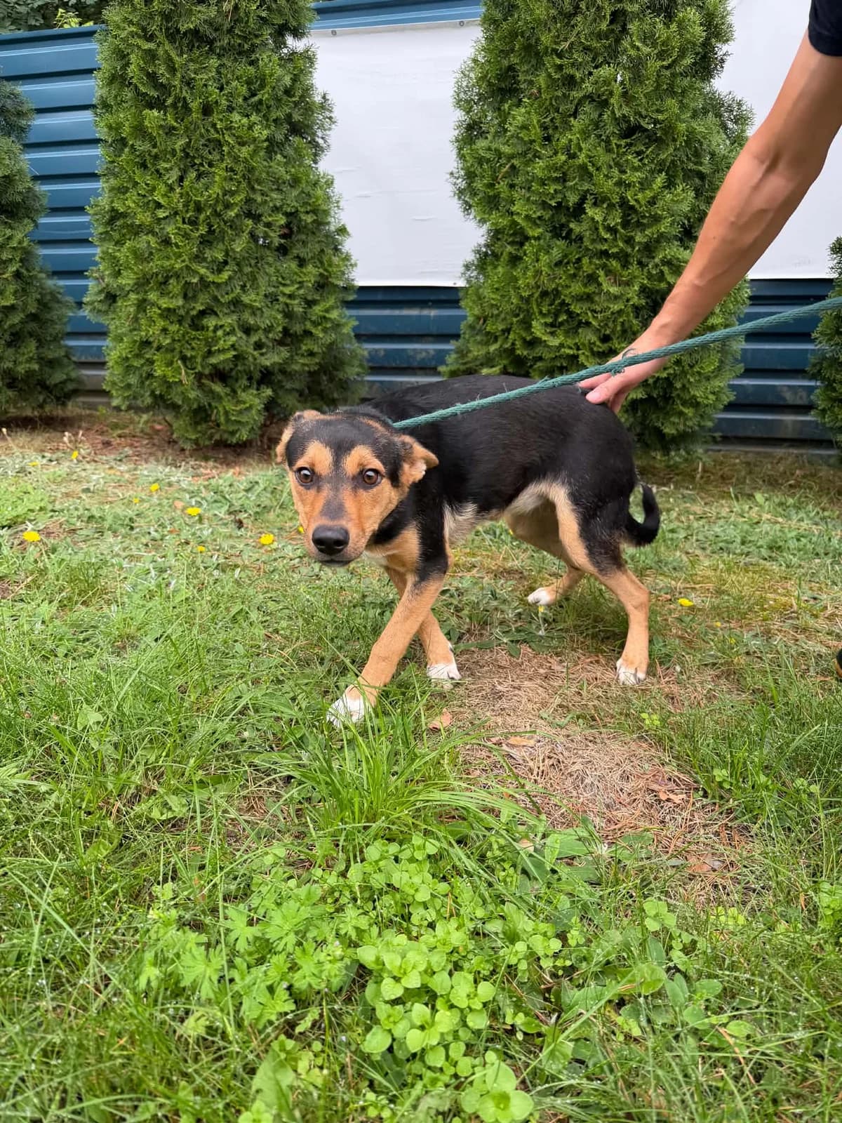 MERSI, female Mixed Breed for adoption at Schronisko Jasionka - Adoptuj Psa, Jasionka