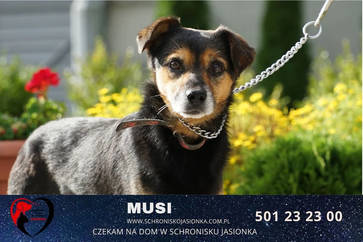 Musi, male Mixed Breed for adoption at Schronisko Jasionka - Adoptuj Psa, Jasionka