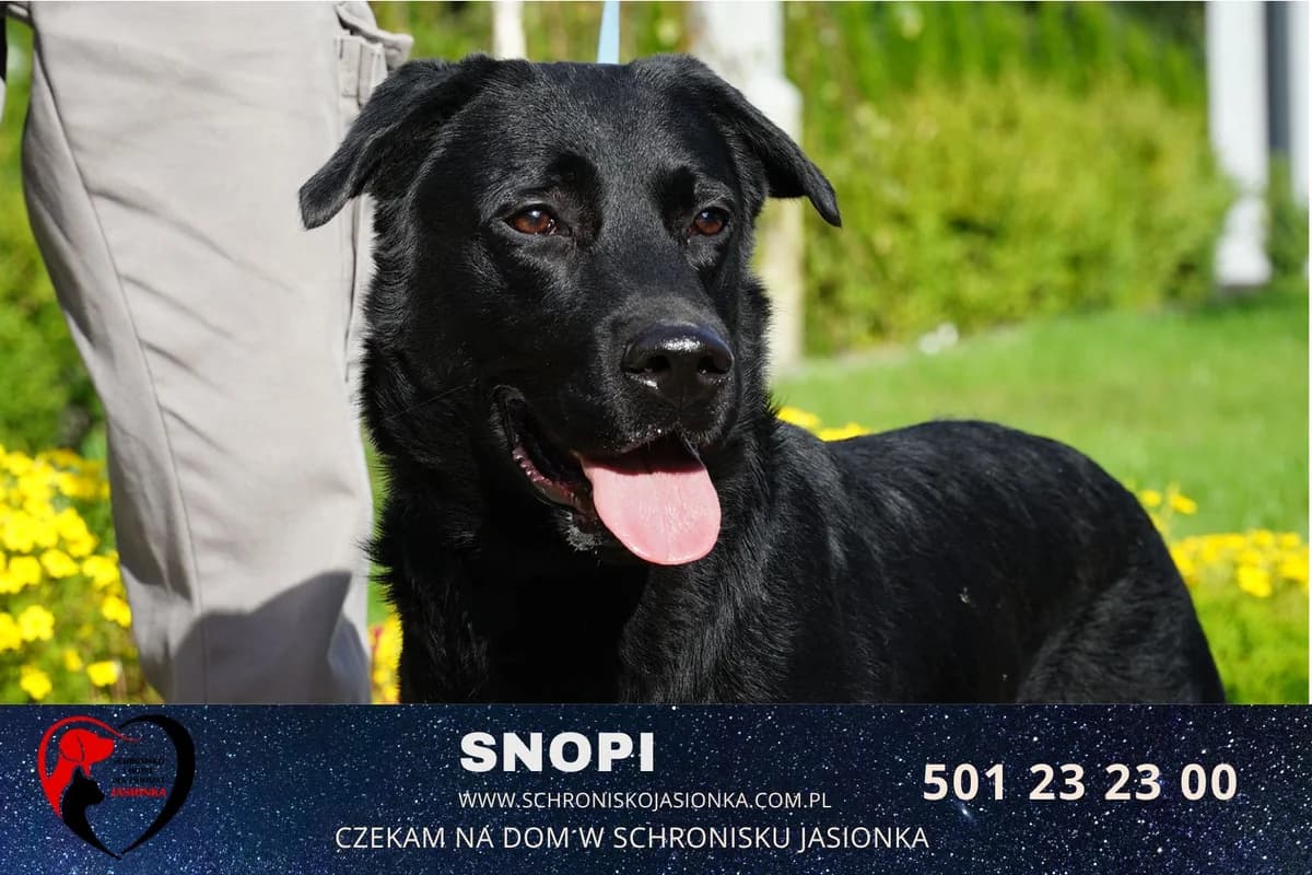 Snopi, male Mixed Breed for adoption at Schronisko Jasionka - Adoptuj Psa, Jasionka