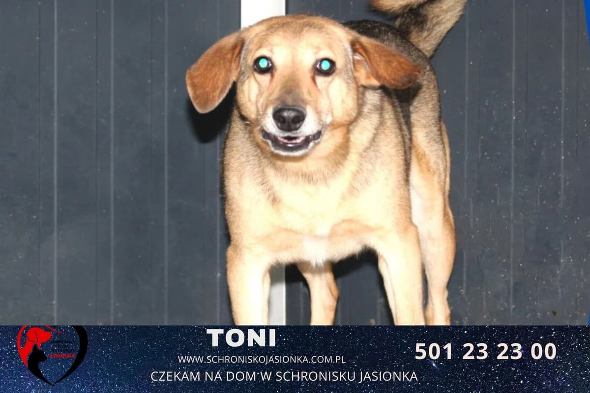 Toni, male Mixed Breed for adoption at Schronisko Jasionka - Adoptuj Psa, Jasionka