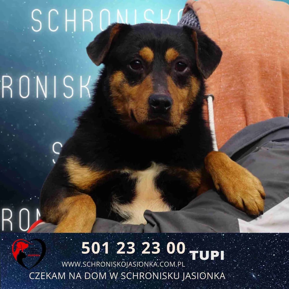 Tupi, male Mixed Breed for adoption at Schronisko Jasionka - Adoptuj Psa, Jasionka