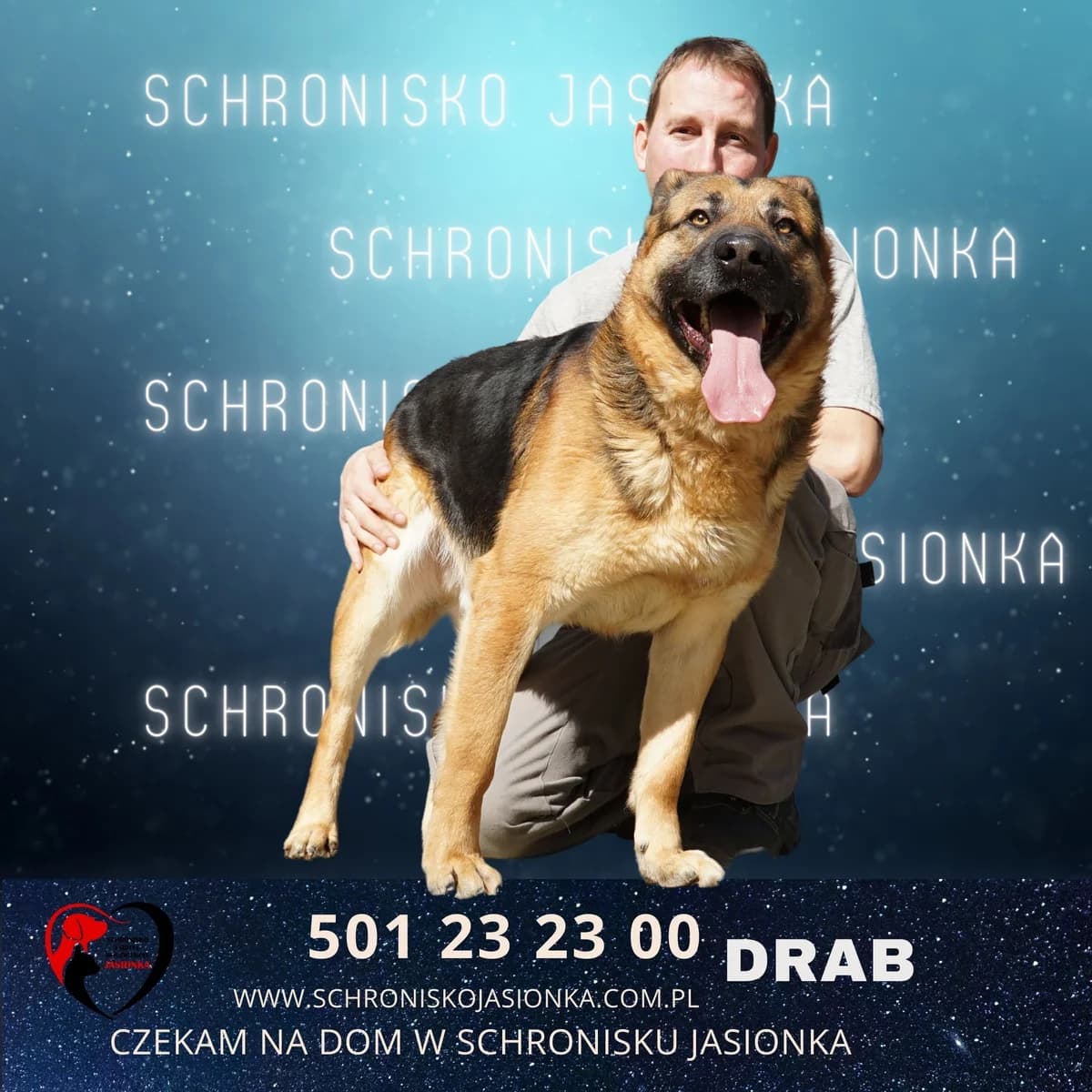 Drab, male Mixed Breed for adoption at Schronisko Jasionka - Adoptuj Psa, Jasionka
