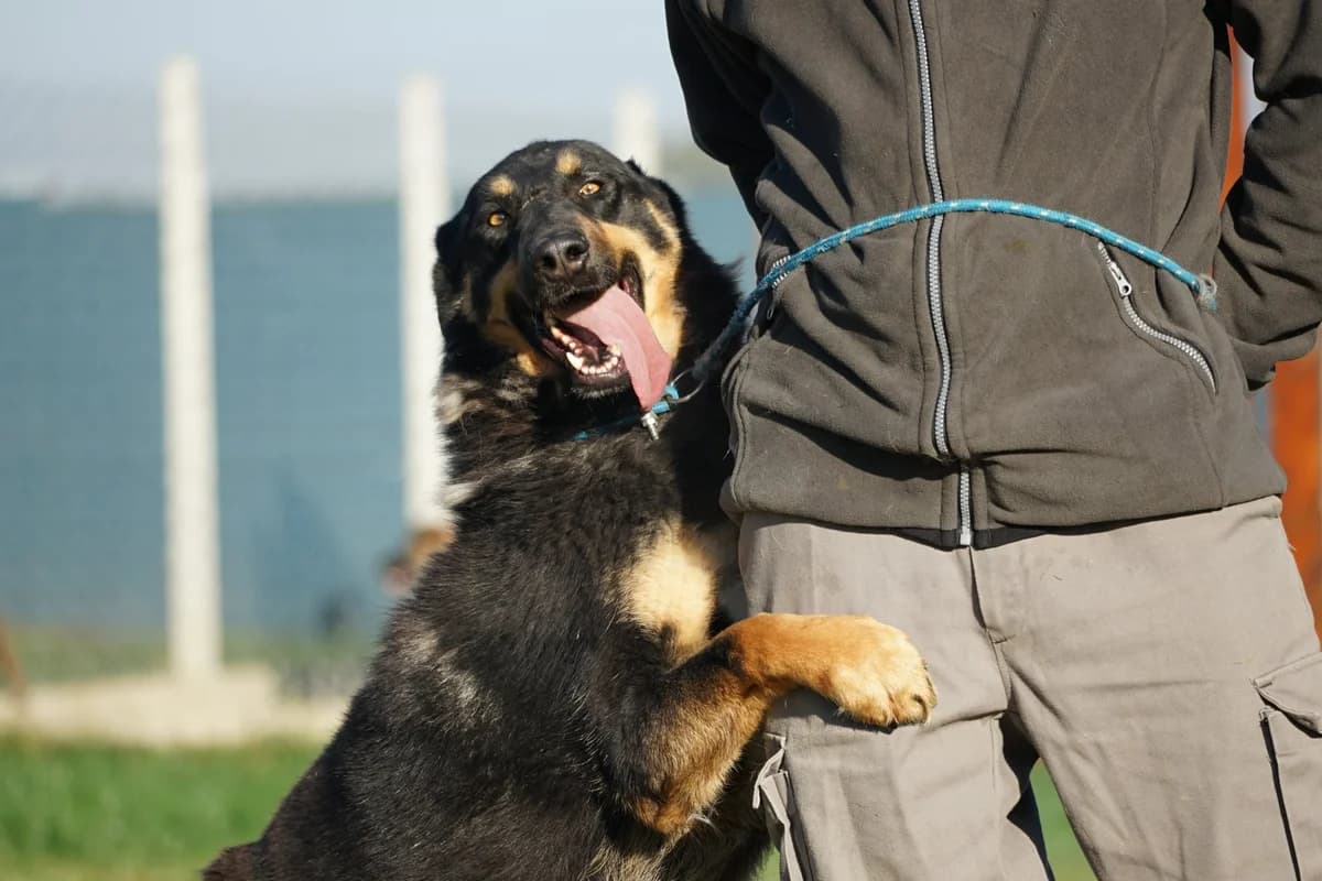 Pimpek, male Mixed Breed for adoption at Schronisko Jasionka - Adoptuj Psa, Jasionka