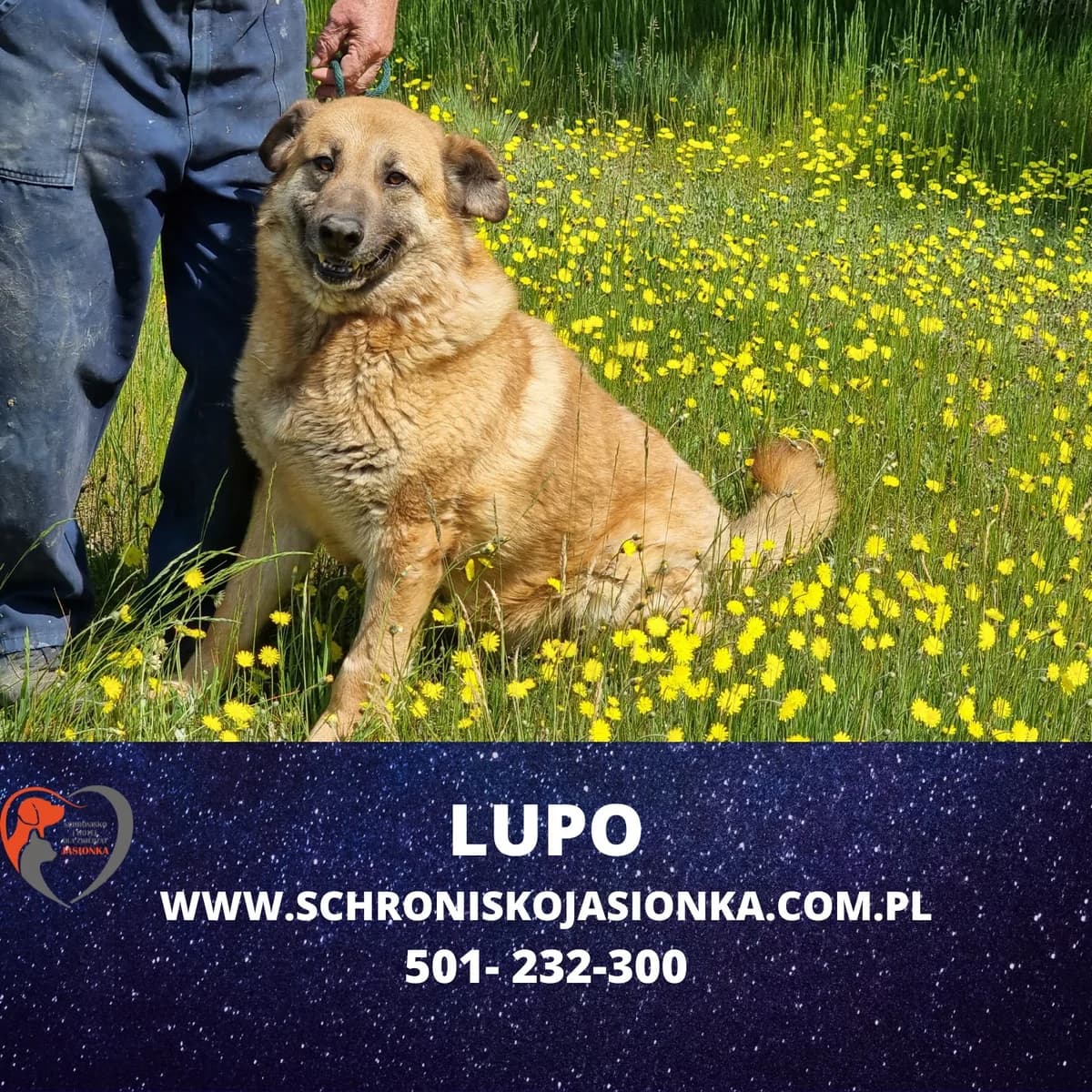 Lupo, male Mixed Breed for adoption at Schronisko Jasionka - Adoptuj Psa, Jasionka