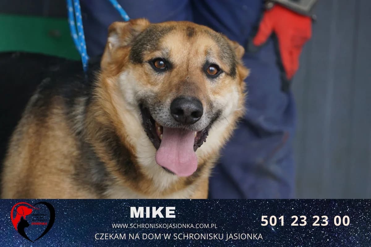 Mike, male Mixed Breed for adoption at Schronisko Jasionka - Adoptuj Psa, Jasionka