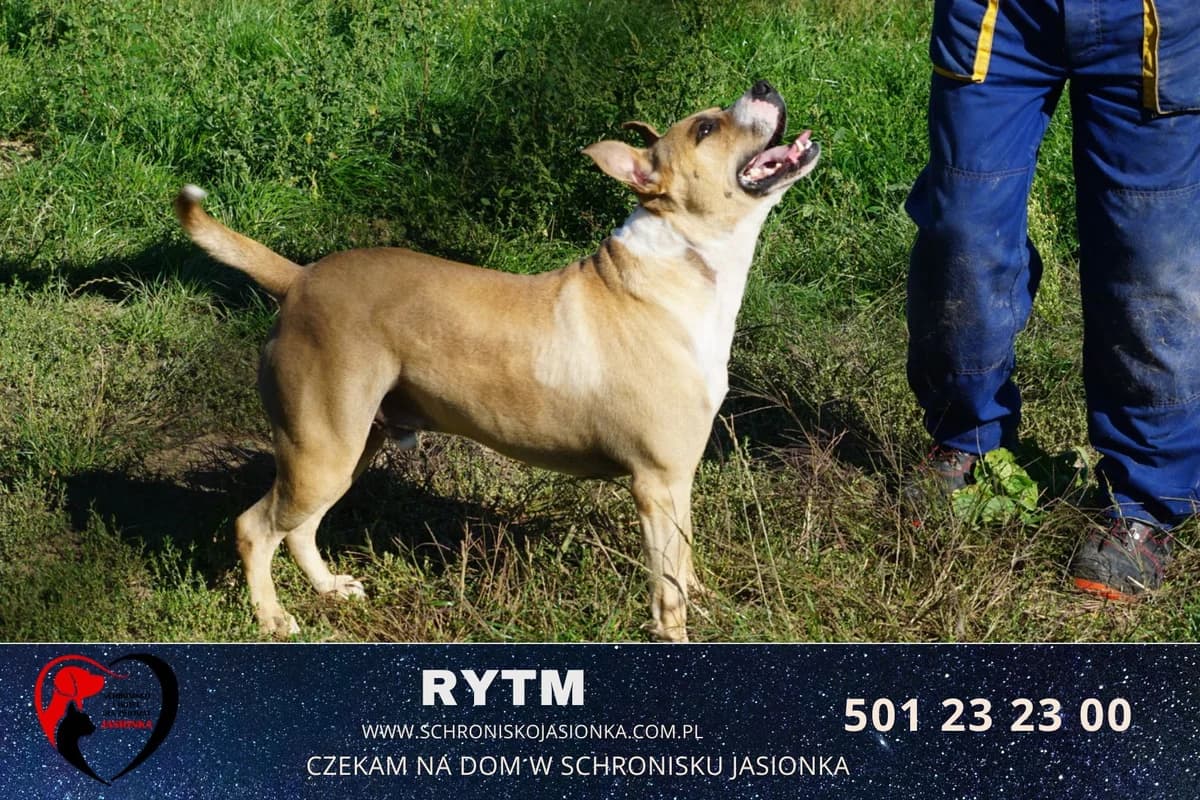 Rytm, male Mixed Breed for adoption at Schronisko Jasionka - Adoptuj Psa, Jasionka