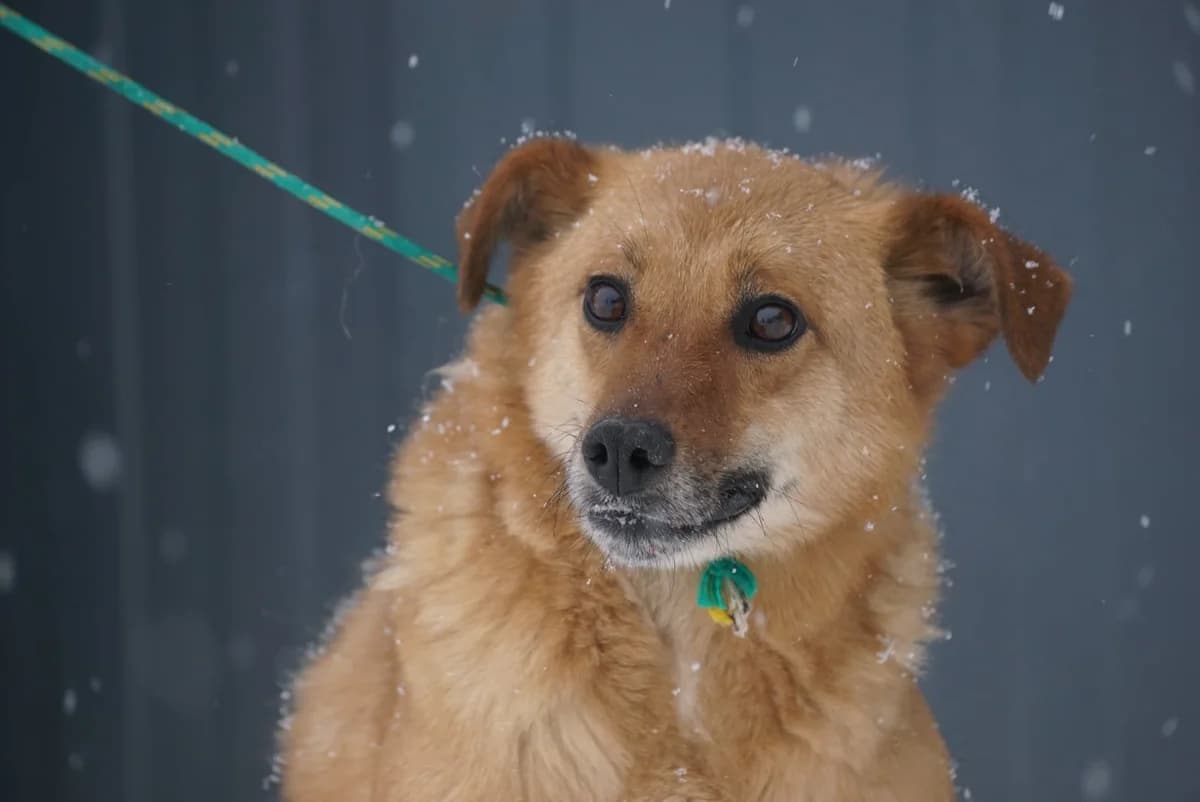 Yeti, male Mixed Breed for adoption at Schronisko Jasionka - Adoptuj Psa, Jasionka
