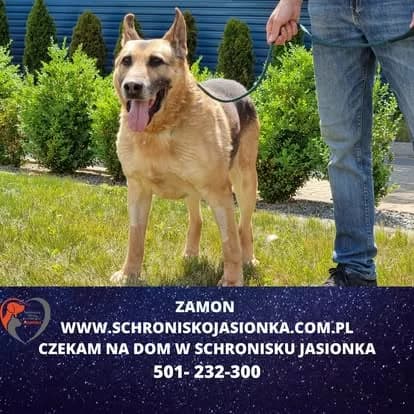 Zamon, male Mixed Breed for adoption at Schronisko Jasionka - Adoptuj Psa, Jasionka