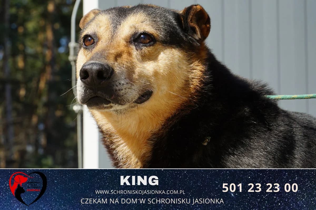 King, male Mixed Breed for adoption at Schronisko Jasionka - Adoptuj Psa, Jasionka