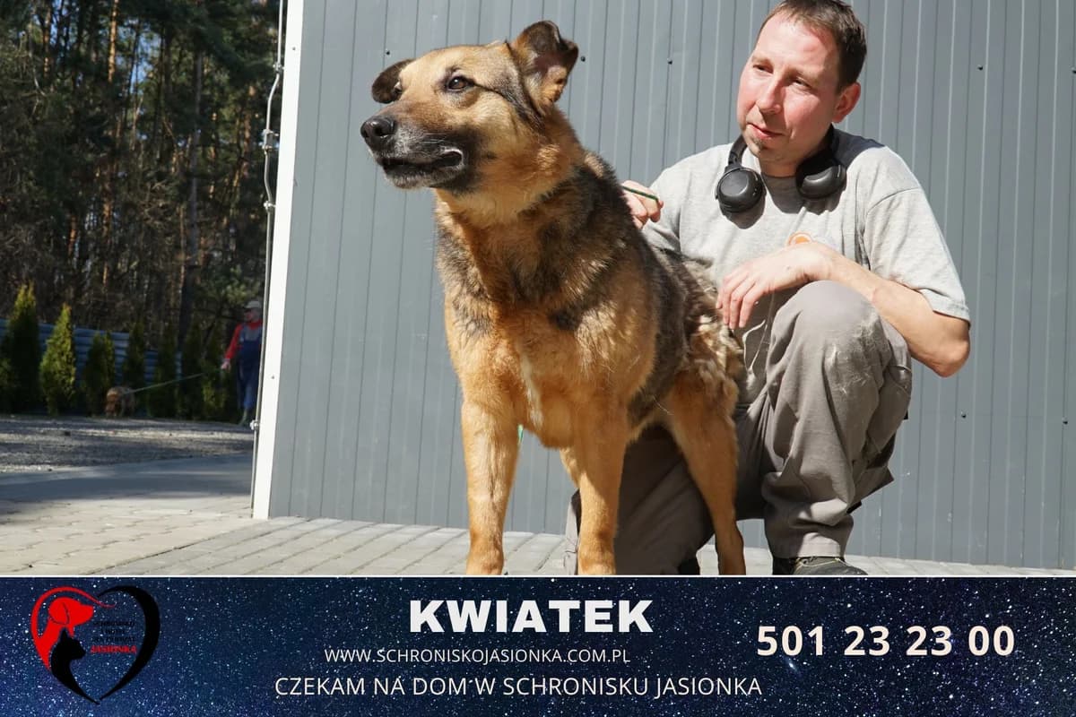 Kwiatek, male Mixed Breed for adoption at Schronisko Jasionka - Adoptuj Psa, Jasionka