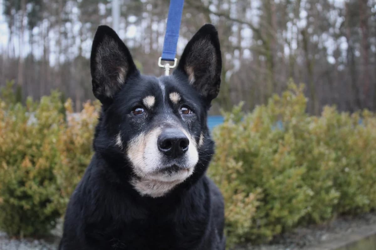 Bolek, male Mixed Breed for adoption at Schronisko Jasionka - Adoptuj Psa, Jasionka