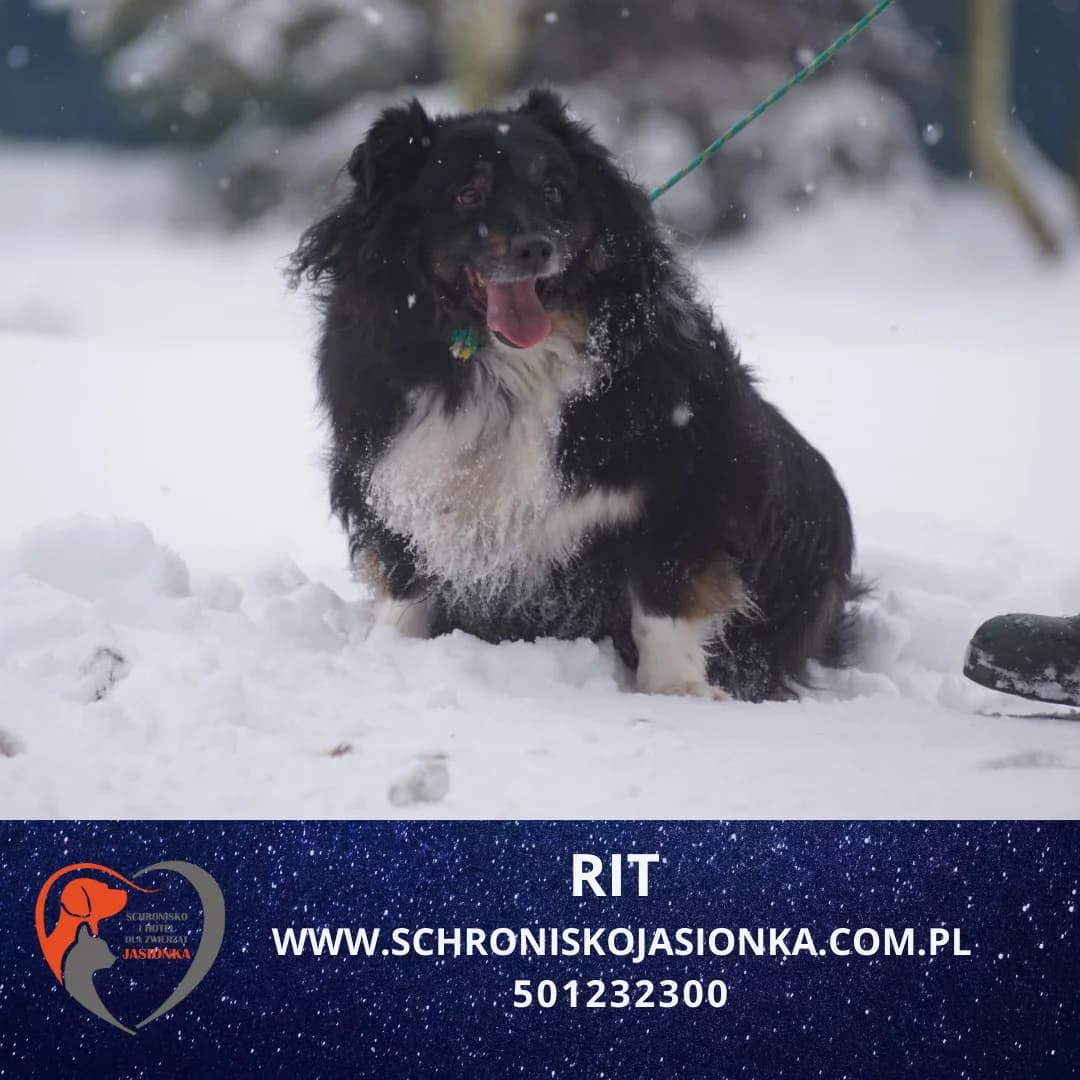 Rit, male Mixed Breed for adoption at Schronisko Jasionka - Adoptuj Psa, Jasionka
